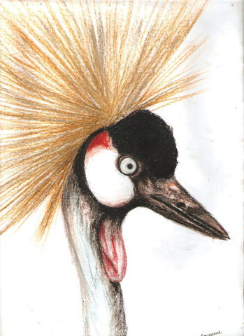 Crane Crane