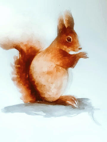 Squirrel - watercolour sketch