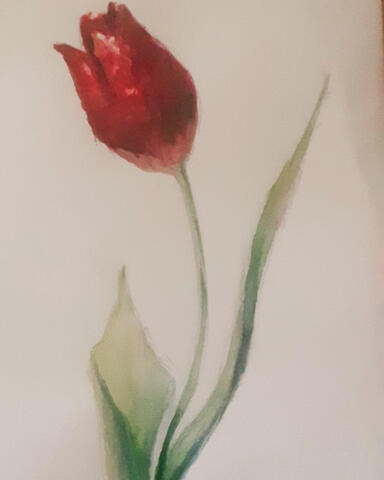 Red tulip - watercolour on paper