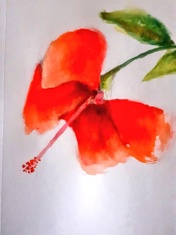 Hibiscus - watercolour